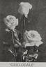 Grillodale rose photo