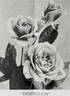 Emberglow rose photo