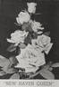 New Haven Queen rose photo