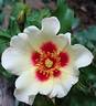 Cream Babylon Eyes rose photo