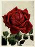 Hugh Dickson rose photo