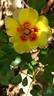 Cream Babylon Eyes rose photo