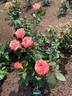 Brigadoon ™ rose photo