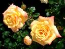 Amber Flush rose photo
