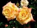 Amber Flush rose photo