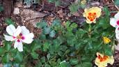 Cream Babylon Eyes rose photo