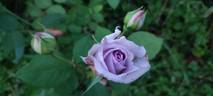 Amethyst rose photo