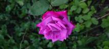 Dr. John Dickman rose photo