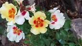 Cream Babylon Eyes rose photo