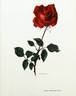 Christian Dior rose photo