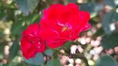 Scarlet Meillandécor rose photo