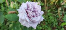 Amethyst rose photo