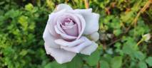 Amethyst rose photo