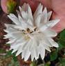 Star Dust ™ rose photo