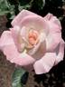 Pristine ® rose photo