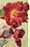 Bardou Job rose photo