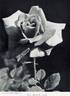Governor Alfred E. Smith rose photo