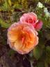 Mountain Music rose photo