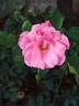 Les amoureux de Peynet ® rose photo
