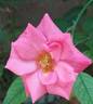 Les amoureux de Peynet ® rose photo