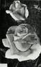 Agéna ® rose photo