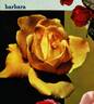 Barbara rose photo