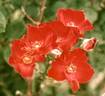 Gwin C. Harris rose photo