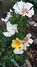 Cream Babylon Eyes rose photo