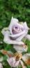 Amethyst rose photo
