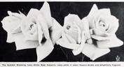 Kaiserin Augusta Victoria rose photo