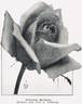 Killarney Brilliant rose photo