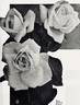 Mrs. Robert Peary rose photo