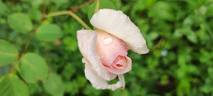 Argentine Cramon rose photo