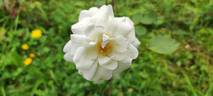 Andenken an Johannes Gehlhaar rose photo