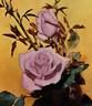 Clair de Lune rose photo