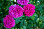 Meteor rose photo