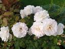 Sweet Blondie rose photo