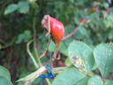 Celestial rose photo