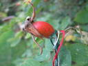Celestial rose photo