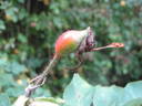 Celestial rose photo