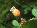 Celestial rose photo