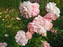 Irma rose photo