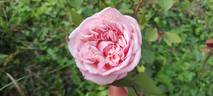 Baronne Henriette Snoy rose photo