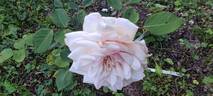 Mademoiselle Argentine Cramon rose photo