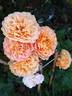 Souvenir d'enfance ® rose photo