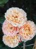 Souvenir d'enfance ® rose photo