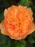 Souvenir d'enfance ® rose photo