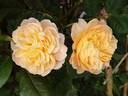 Souvenir d'enfance ® rose photo