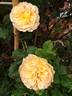 Souvenir d'enfance ® rose photo