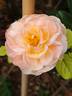 Souvenir d'enfance ® rose photo